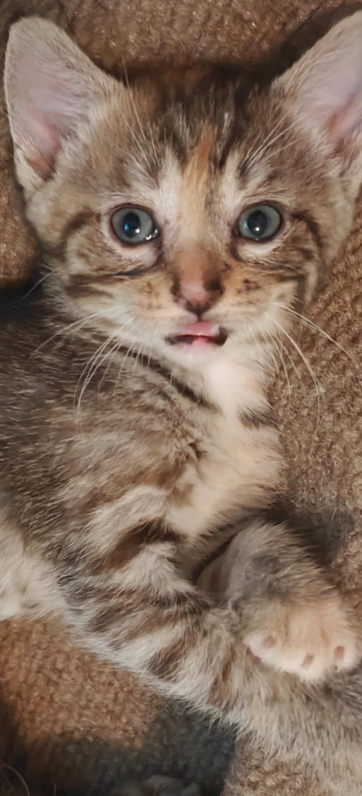 Pecan, ADOPTABLE, Kitten Female Domestic Short Hair.