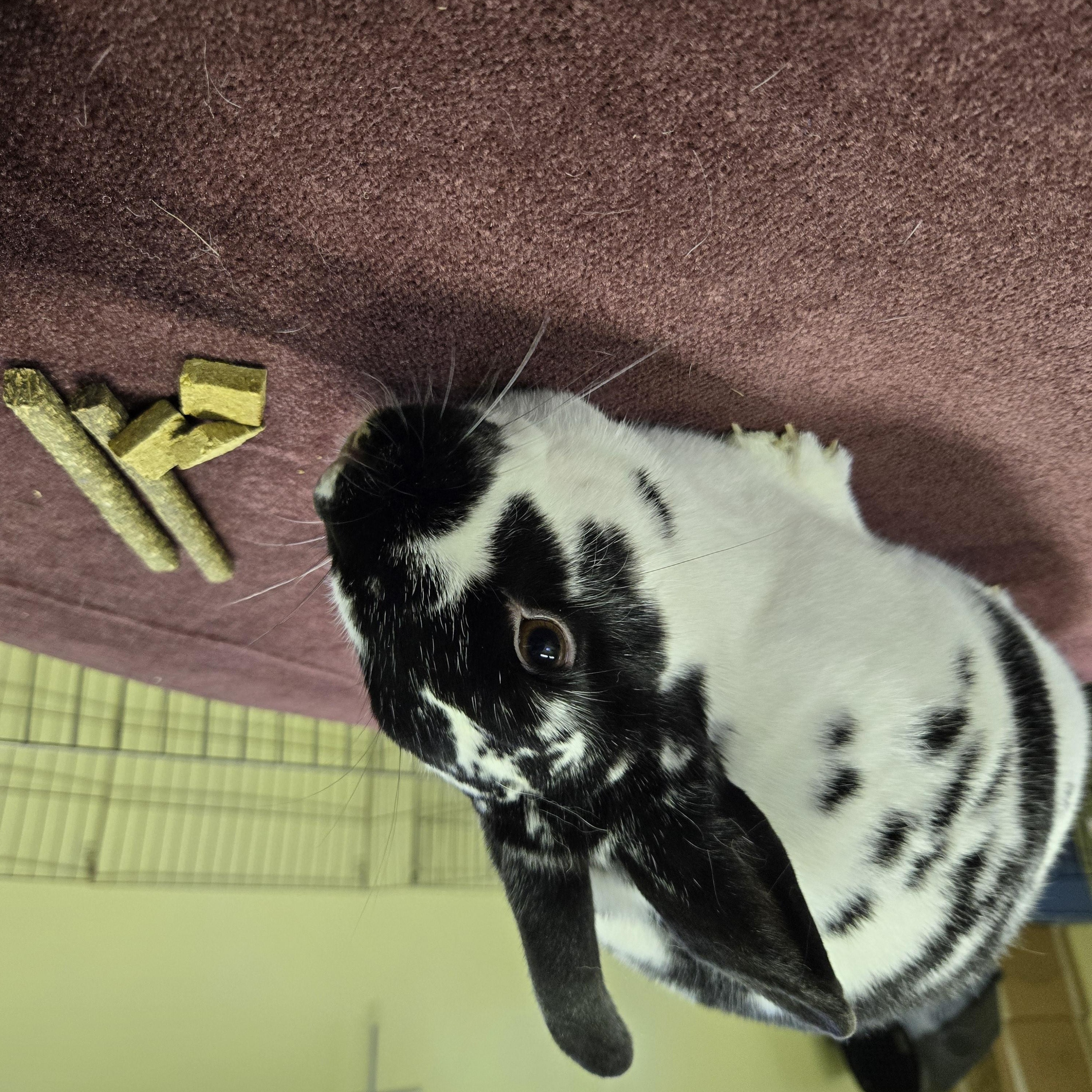 Shaggy, Adoptable, Young Male English Spot.