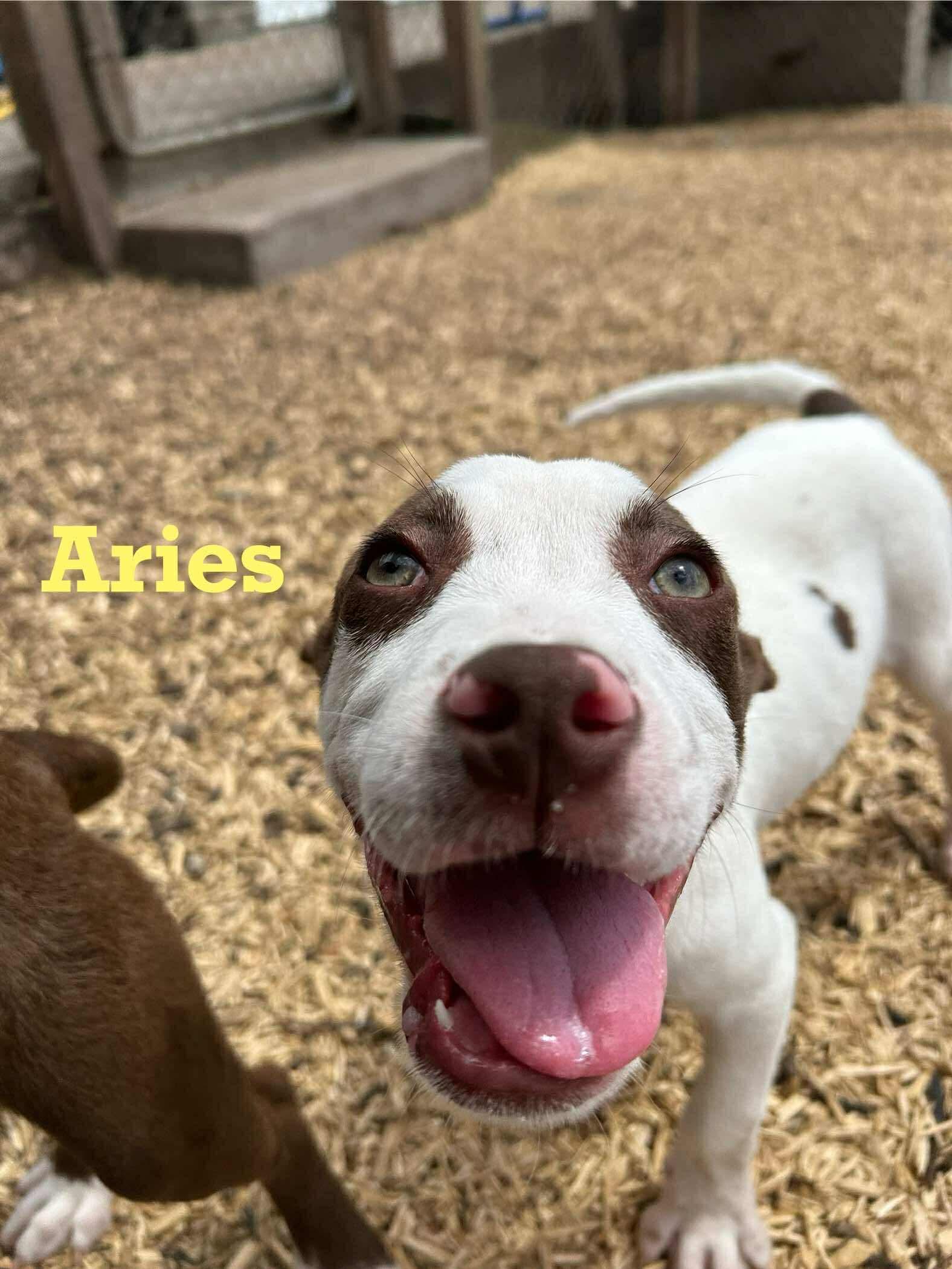 Aries
