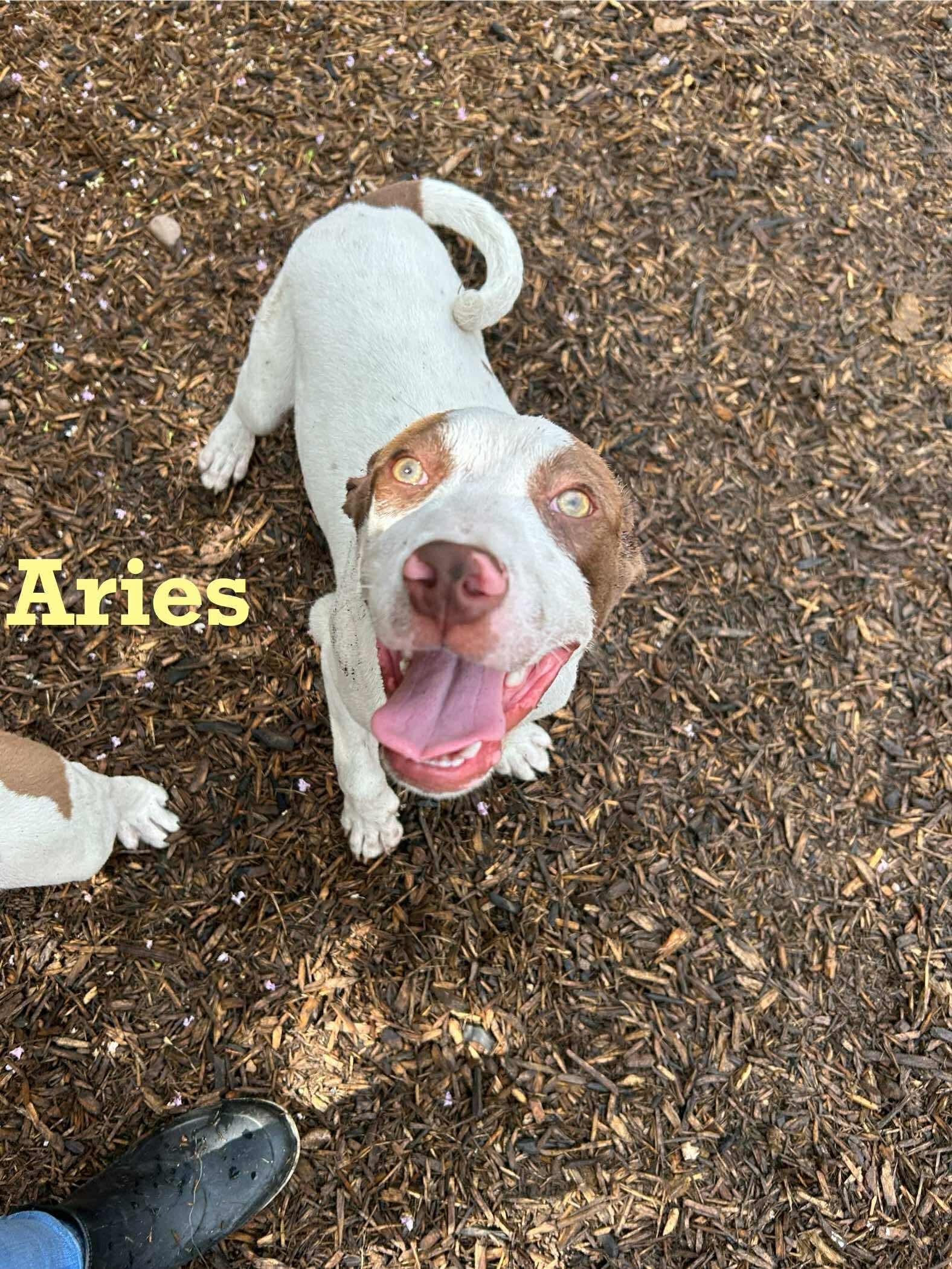 Aries