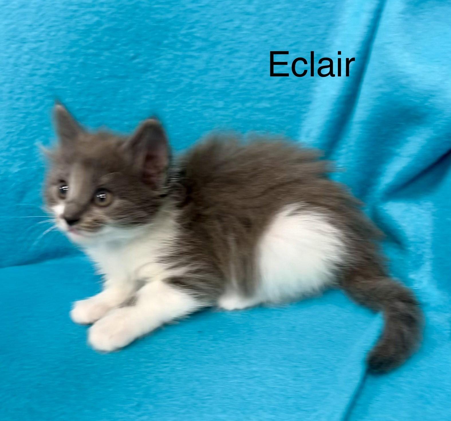 Eclair, a Adoptable Domestic Short Hair in Buford, GA image 1/3