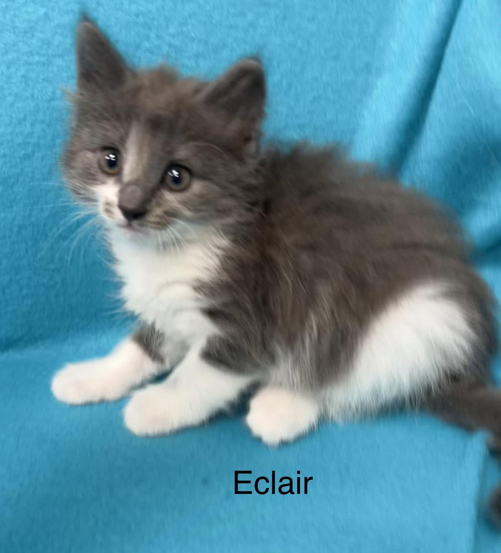 Eclair, a Adoptable Domestic Short Hair in Buford, GA image 2/3