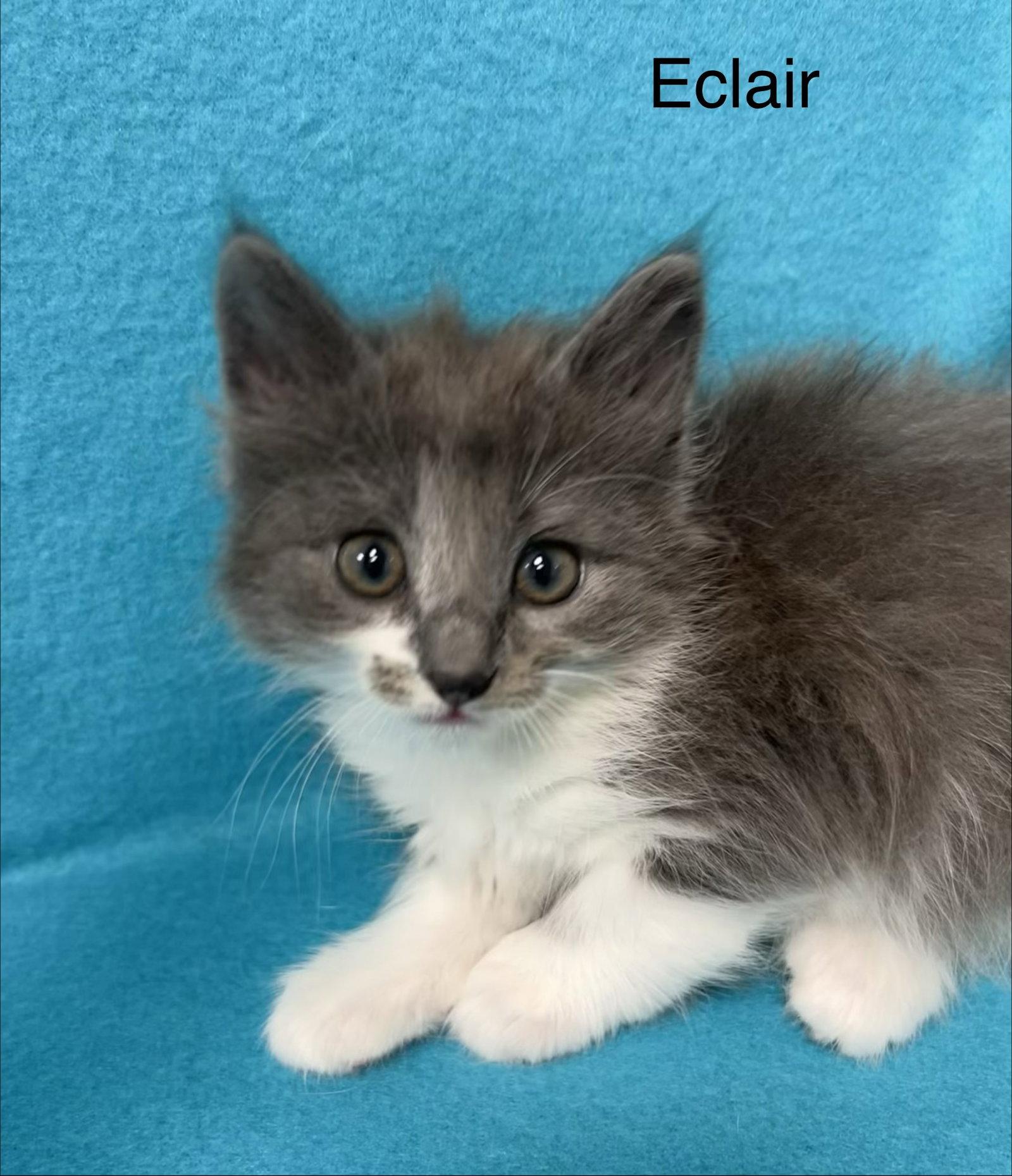 Eclair, a Adoptable Domestic Short Hair in Buford, GA image 3/3