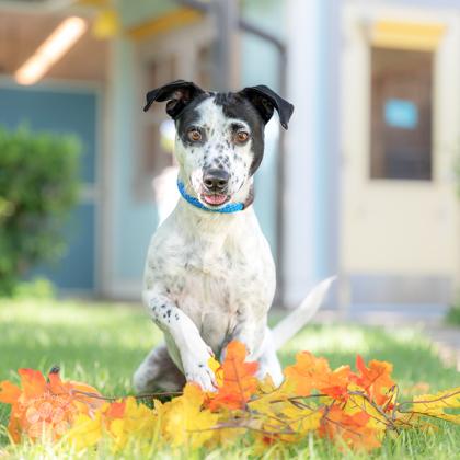 Burton, Adoptable, Adult Male Mixed Breed & Mixed Breed.