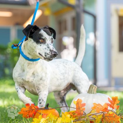 Enlarge Burton, a Adoptable Mixed Breed in Honolulu, HI image 2/3