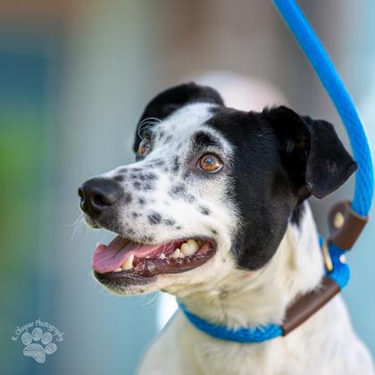 Enlarge Burton, a Adoptable Mixed Breed in Honolulu, HI image 3/3