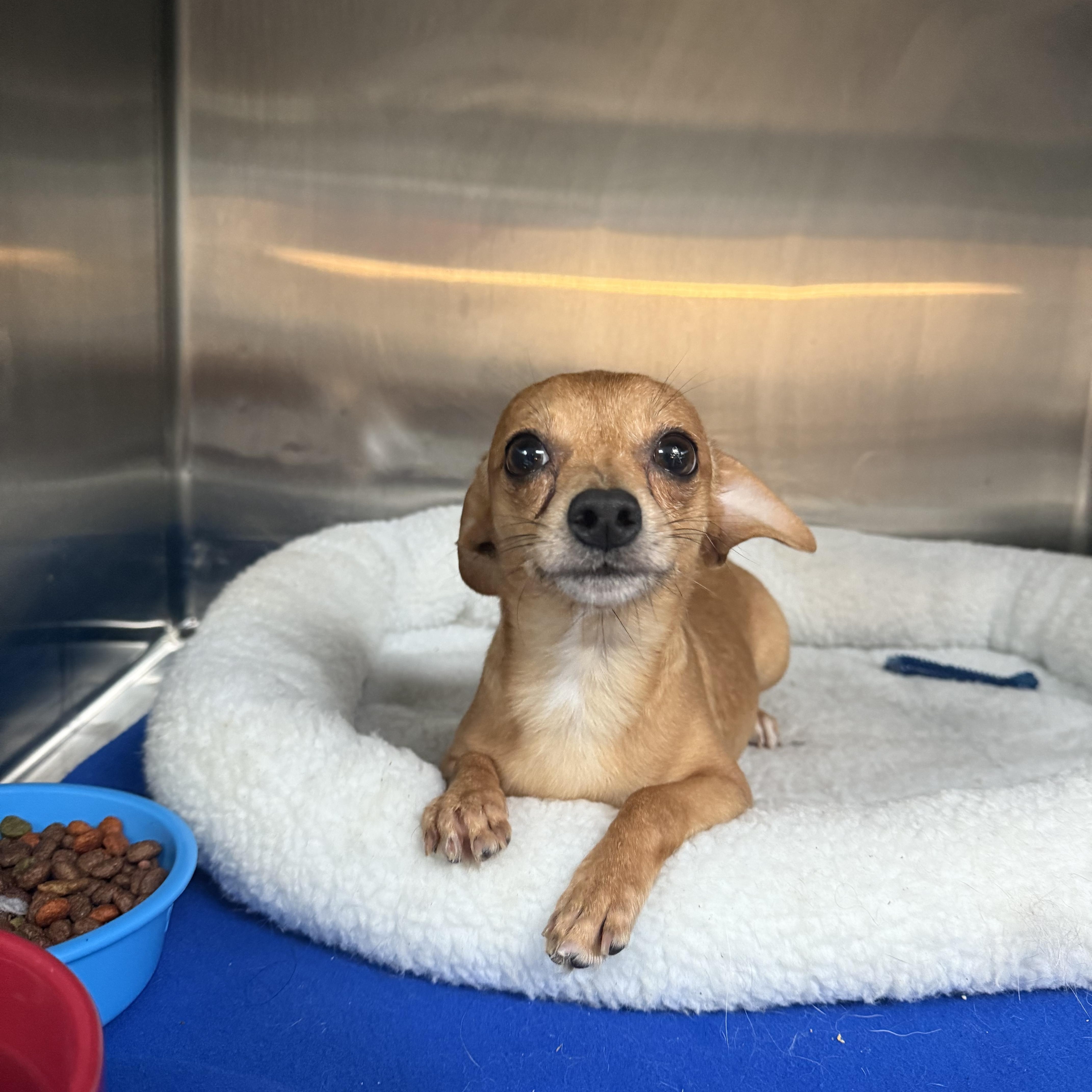 Otis , adopted, Adult Male Chihuahua.