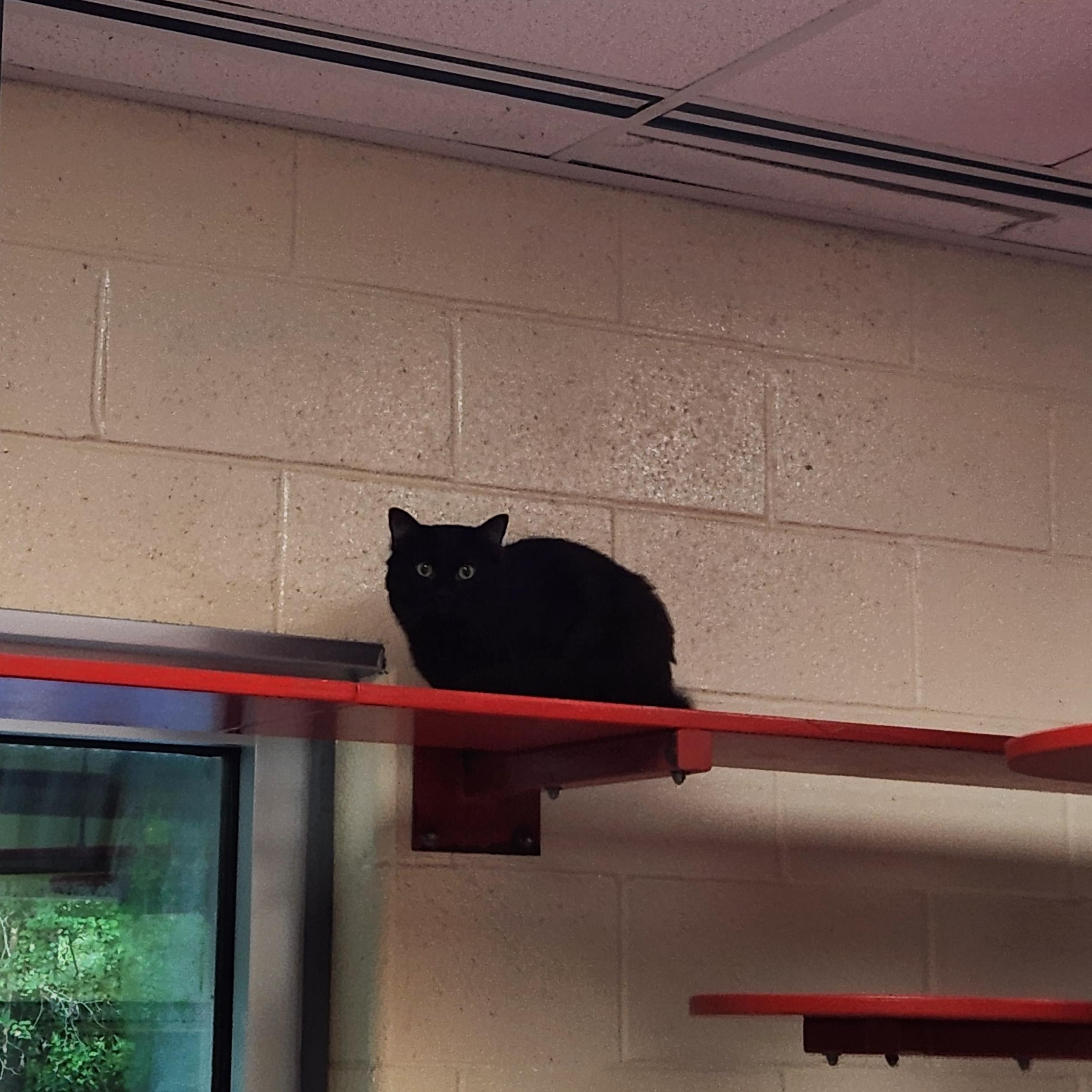 Enlarge Batman, a Adoptable Domestic Medium Hair in Charleston, SC image 2/4
