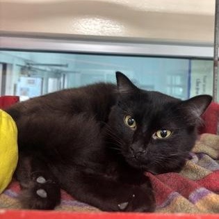 Enlarge Batman, a Adoptable Domestic Medium Hair in Charleston, SC image 1/4