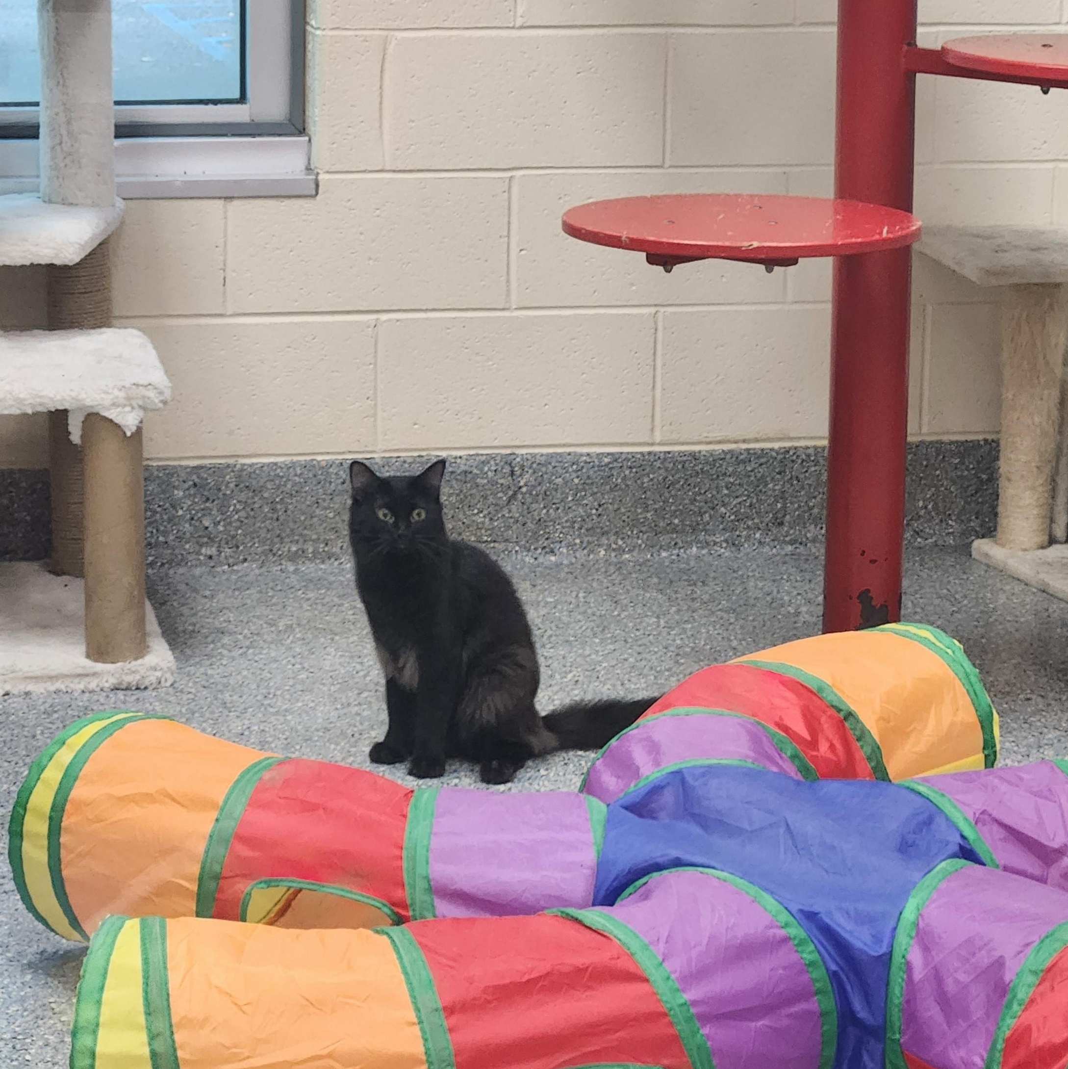Enlarge Batman, a Adoptable Domestic Medium Hair in Charleston, SC image 3/4