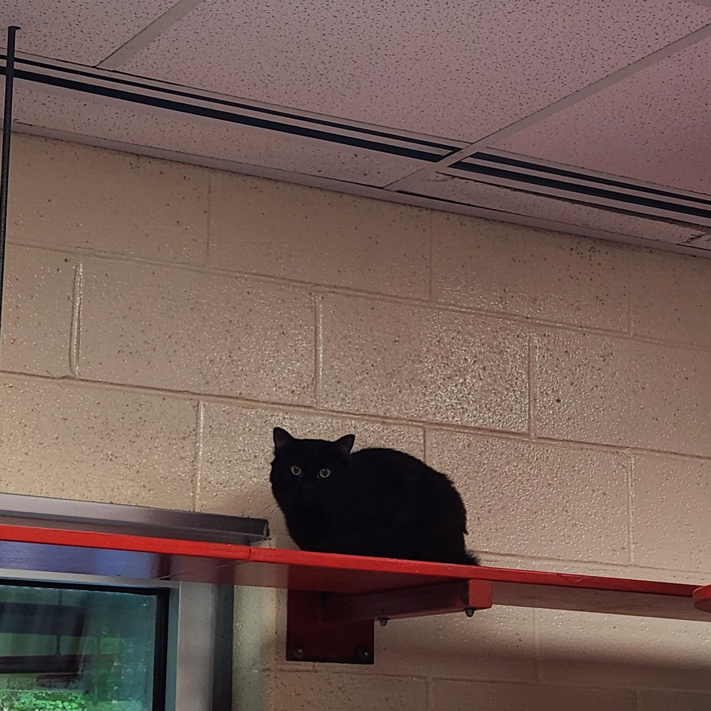 Enlarge Batman, a Adoptable Domestic Medium Hair in Charleston, SC image 4/4
