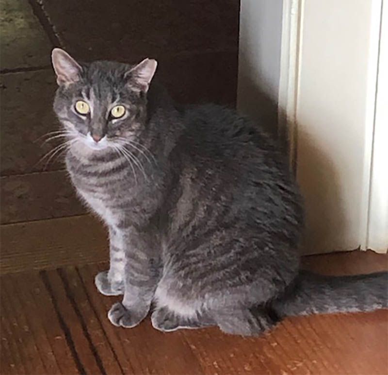 Tilly, a Adoptable Domestic Short Hair in Lambertville, NJ image 1/6