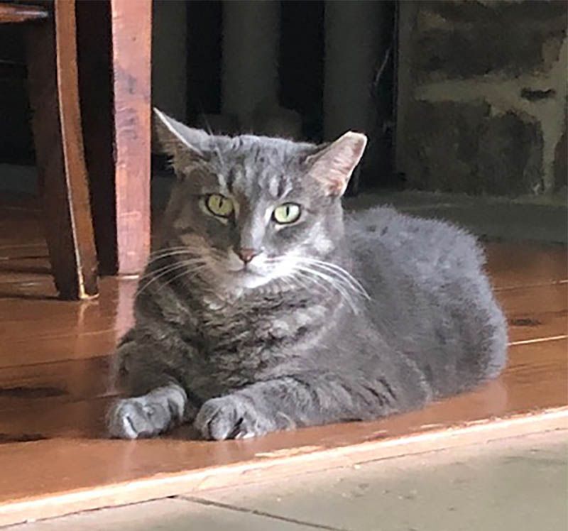 Tilly, a Adoptable Domestic Short Hair in Lambertville, NJ image 3/6