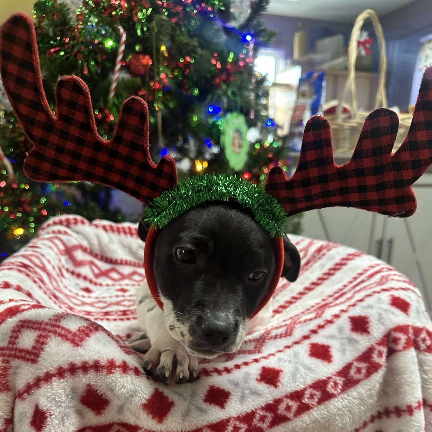 Enlarge Athena, a ADOPTABLE Mixed Breed in Springfield, VT image 3/5