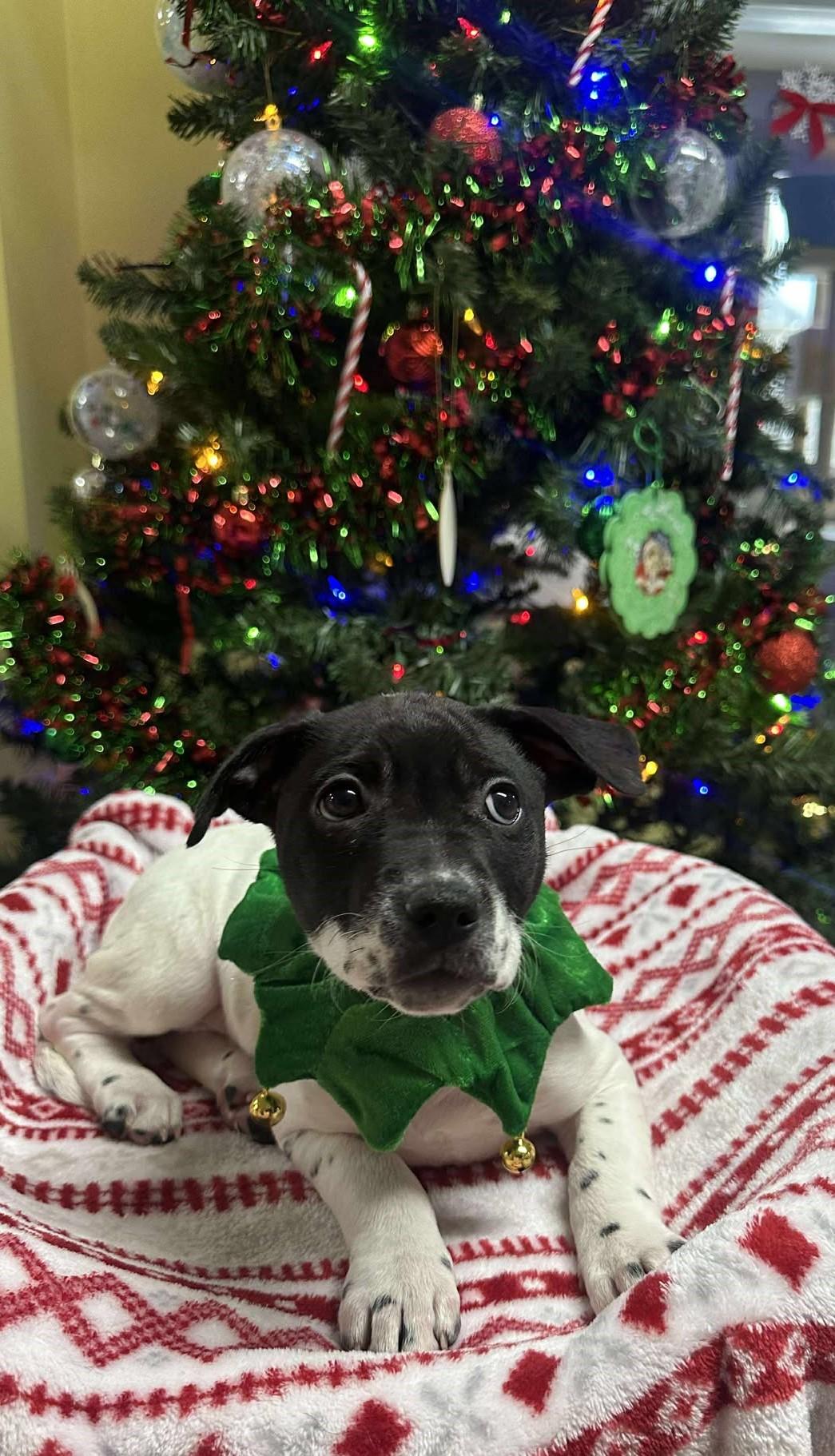 Enlarge Athena, a ADOPTABLE Mixed Breed in Springfield, VT image 2/5