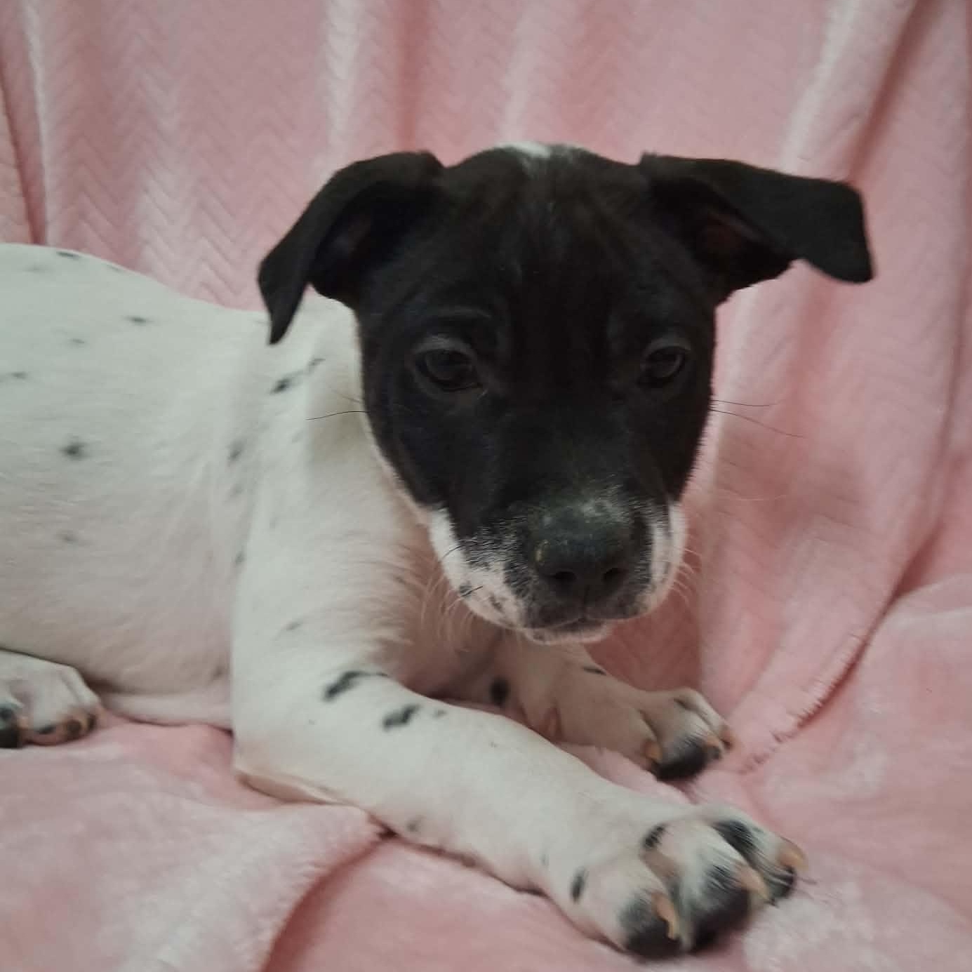 Enlarge Athena, a ADOPTABLE Mixed Breed in Springfield, VT image 1/5