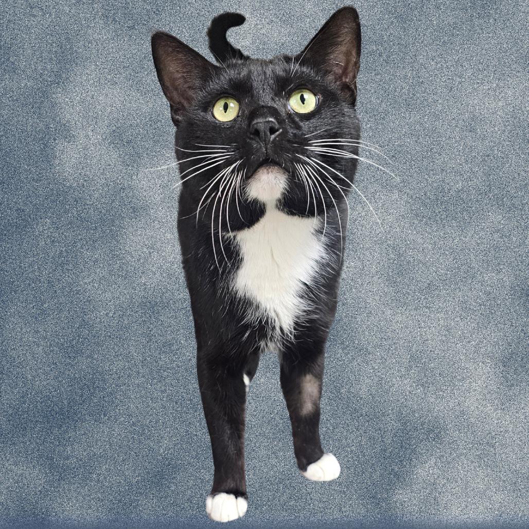 Socks, Adoptable, Adult Male Domestic Short Hair.