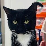 Enlarge Socks, a Adoptable Domestic Short Hair in Donalsonville, GA image 2/3