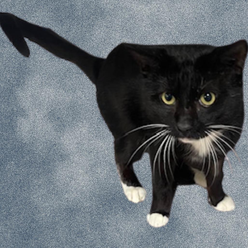 Socks, a Adoptable Domestic Short Hair in Donalsonville, GA image 2/2