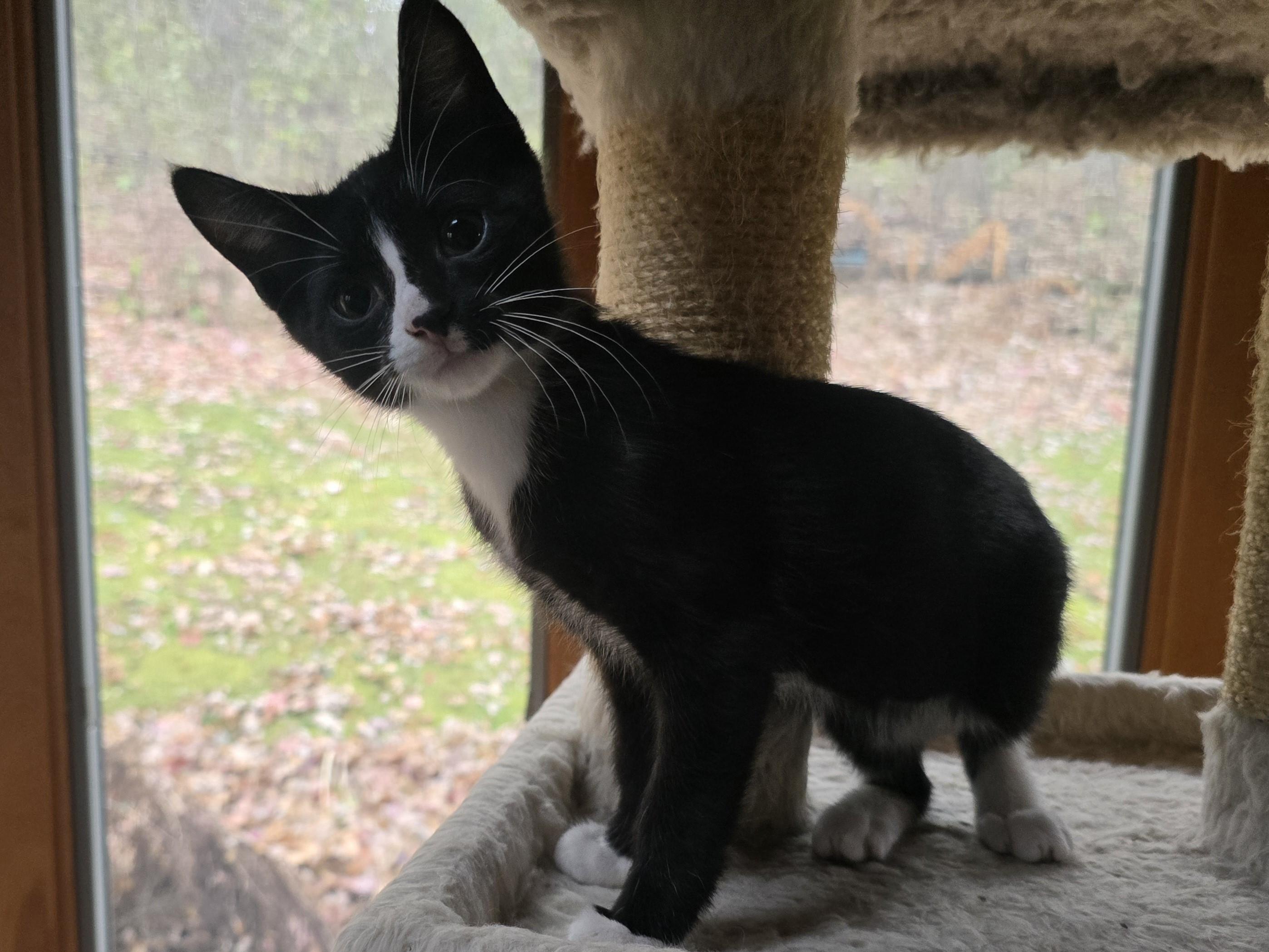 Tango, an adopted Tuxedo in River Falls, WI image 1/5
