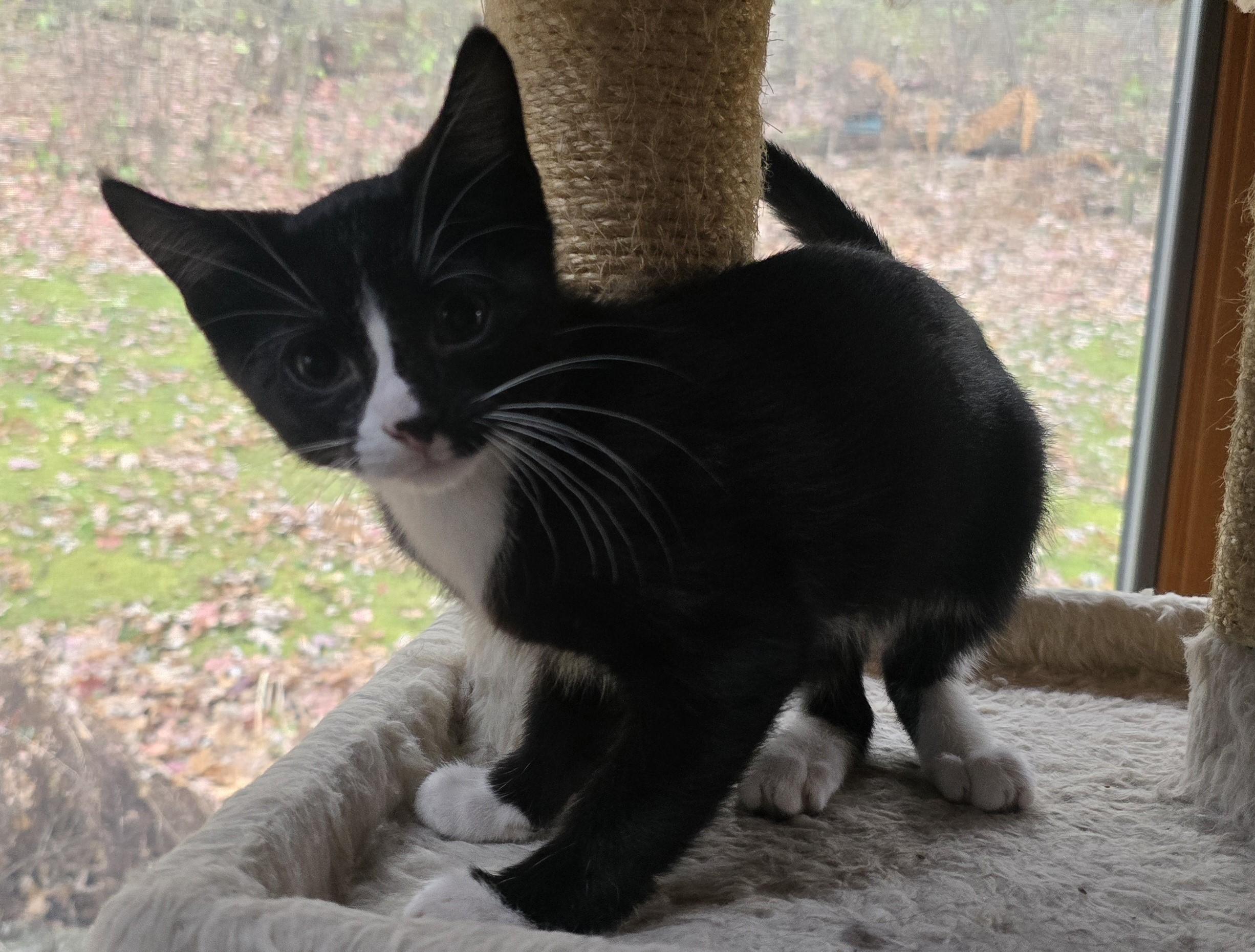 Tango, an adopted Tuxedo in River Falls, WI image 3/5