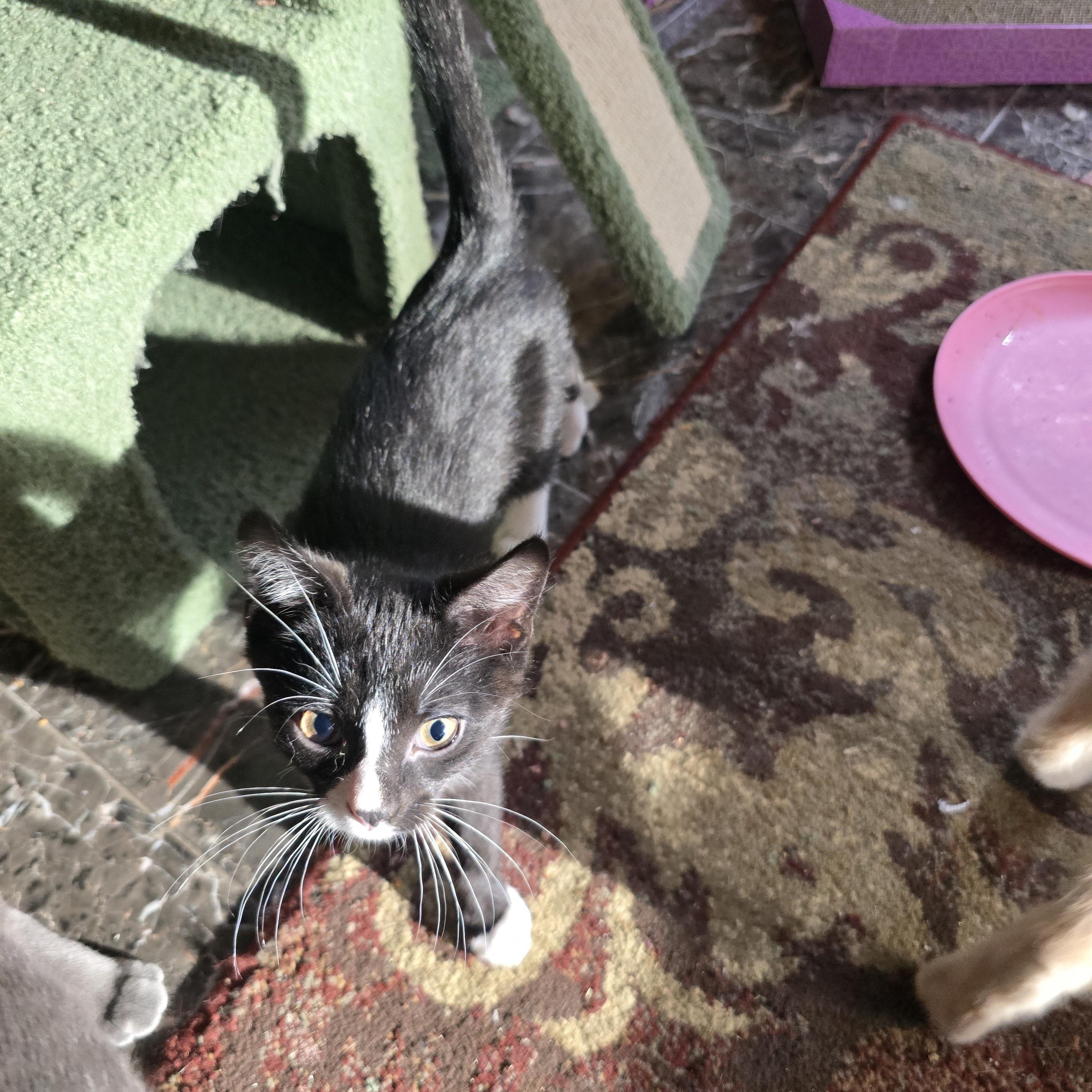 Tango, an adopted Tuxedo in River Falls, WI image 5/5