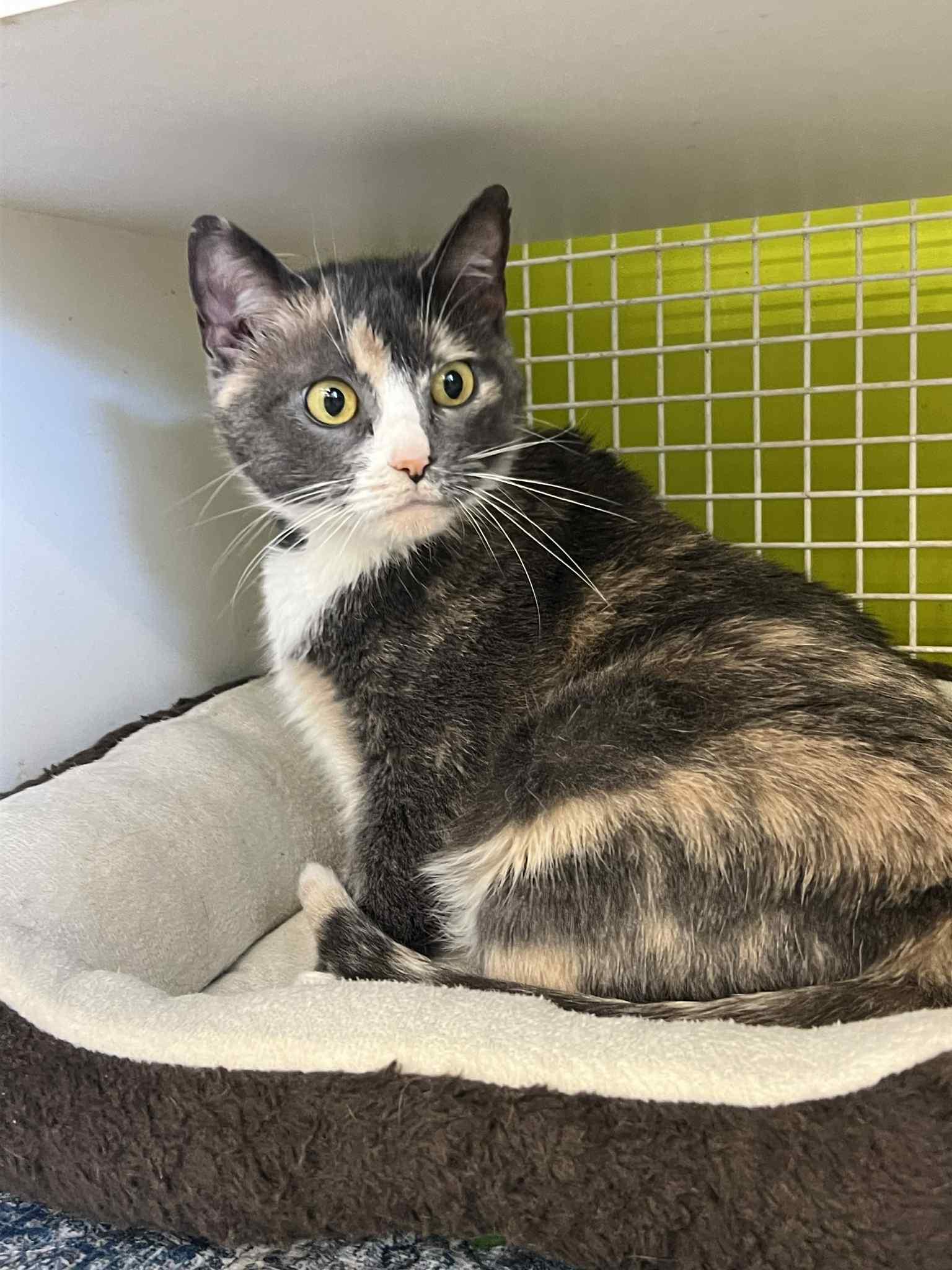 Dixie & Daisy (Bonded Pair at Petco Millington, TN), a Adopted Calico in Millington, TN image 1/3