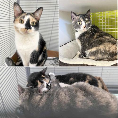Dixie & Daisy (Bonded Pair at Petco Millington, TN), a Adopted Calico in Millington, TN image 2/3