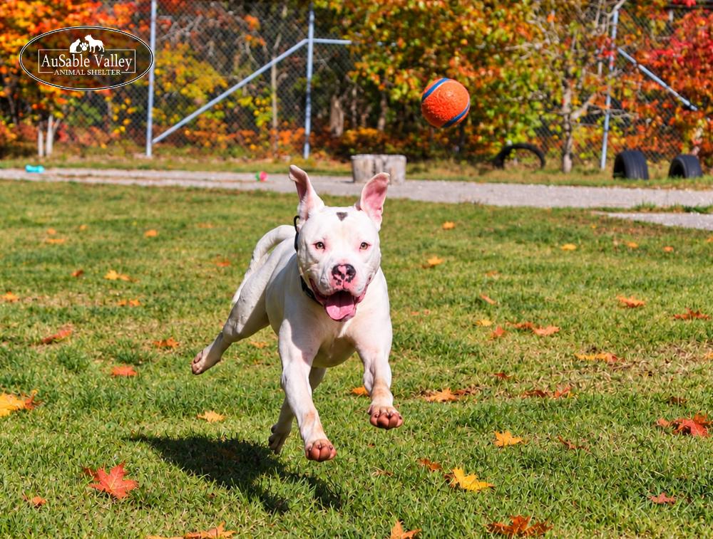 Enlarge Noah, a Adopted Mixed Breed in Grayling, MI image 4/6