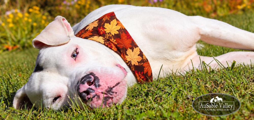 Enlarge Noah, a Adopted Mixed Breed in Grayling, MI image 6/6