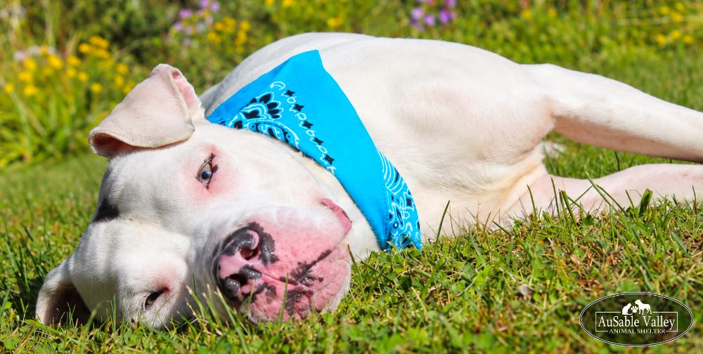 Enlarge Noah, a Adoptable Mixed Breed in Grayling, MI image 2/6
