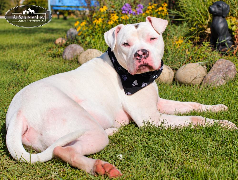 Noah, Adoptable, Adult Male Mixed Breed.