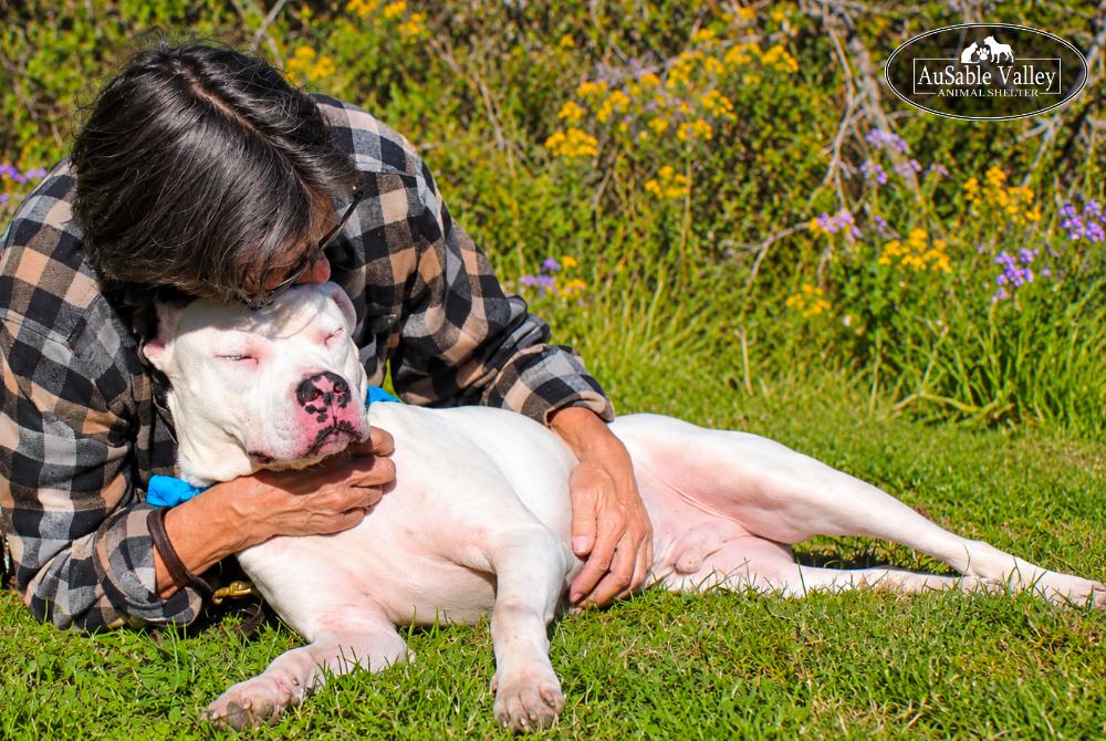 Enlarge Noah, a Adoptable Mixed Breed in Grayling, MI image 5/6