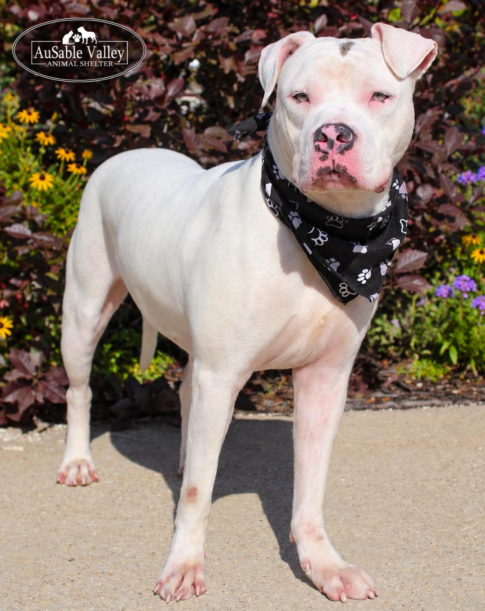 Noah, Adopted, Adult Male Mixed Breed.