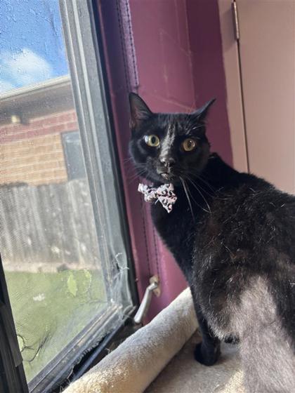 Daisy, Adoptable, Adult Female Domestic Short Hair & Domestic Short Hair.