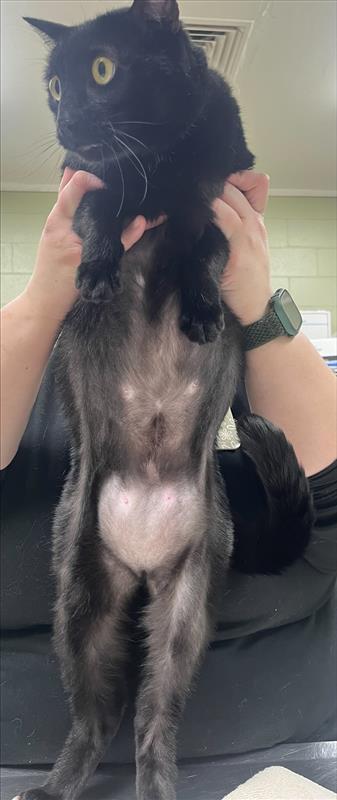 Daisy, a Adoptable mixed breed in Hutchinson, KS image 2/6