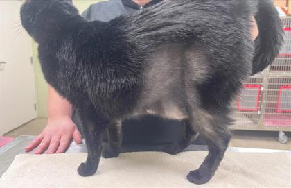 Daisy, a Adoptable mixed breed in Hutchinson, KS image 6/6