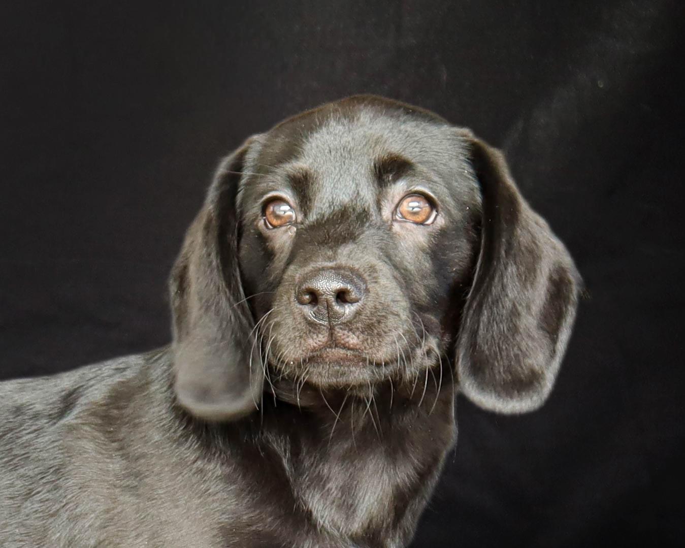 Enlarge BEAU, a ADOPTABLE mixed breed in North Granby, CT image 3/3