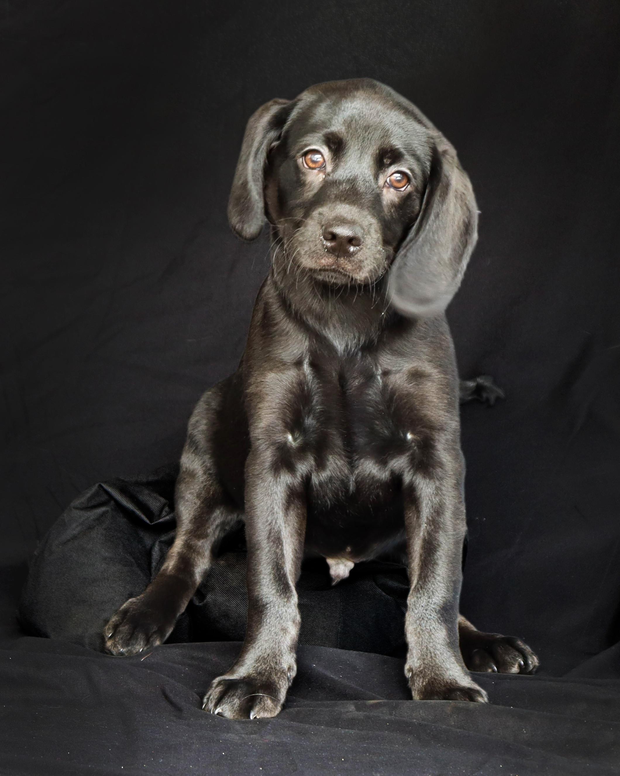 Enlarge BEAU, a ADOPTABLE mixed breed in North Granby, CT image 1/3
