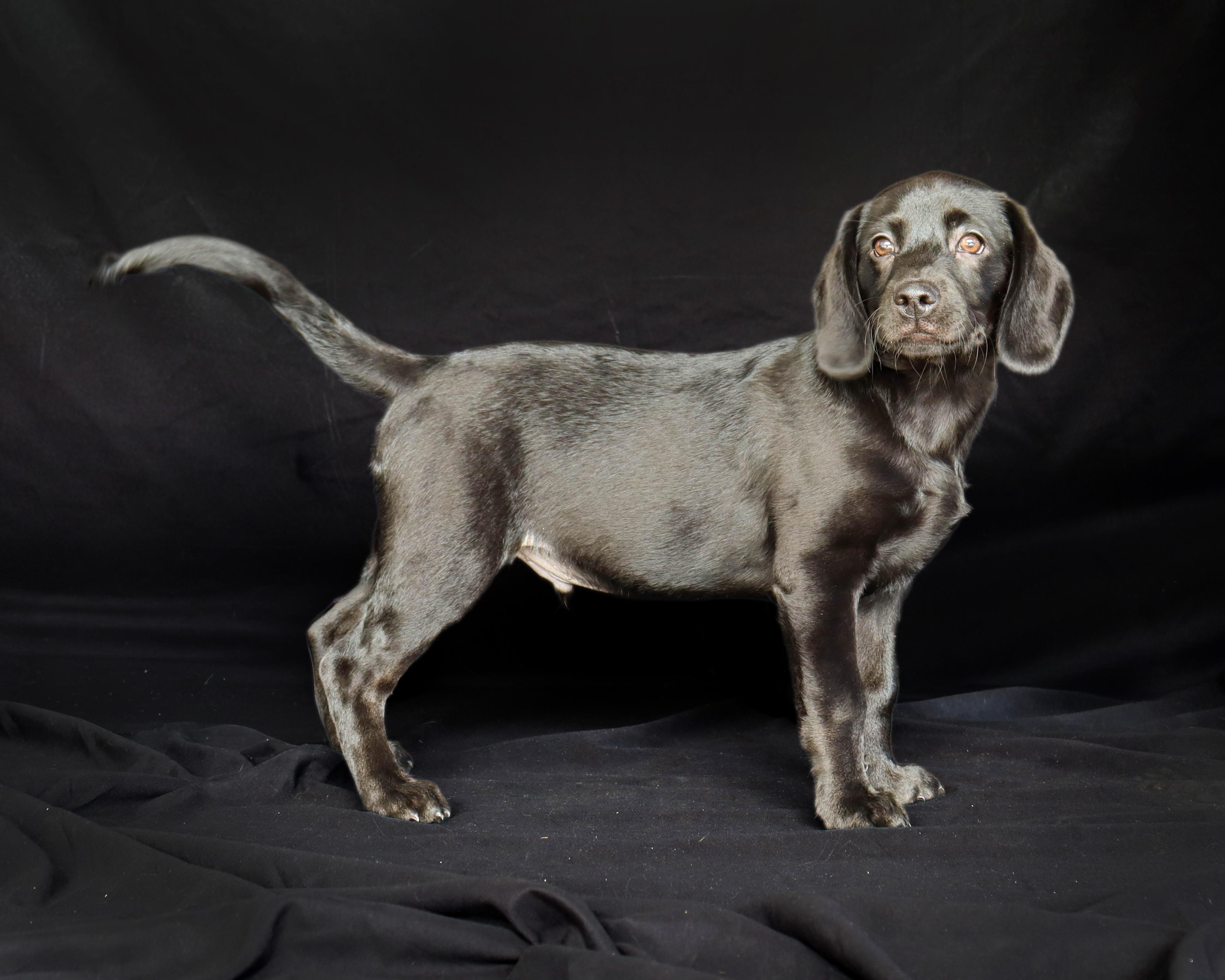 Enlarge BEAU, a ADOPTABLE mixed breed in North Granby, CT image 2/3