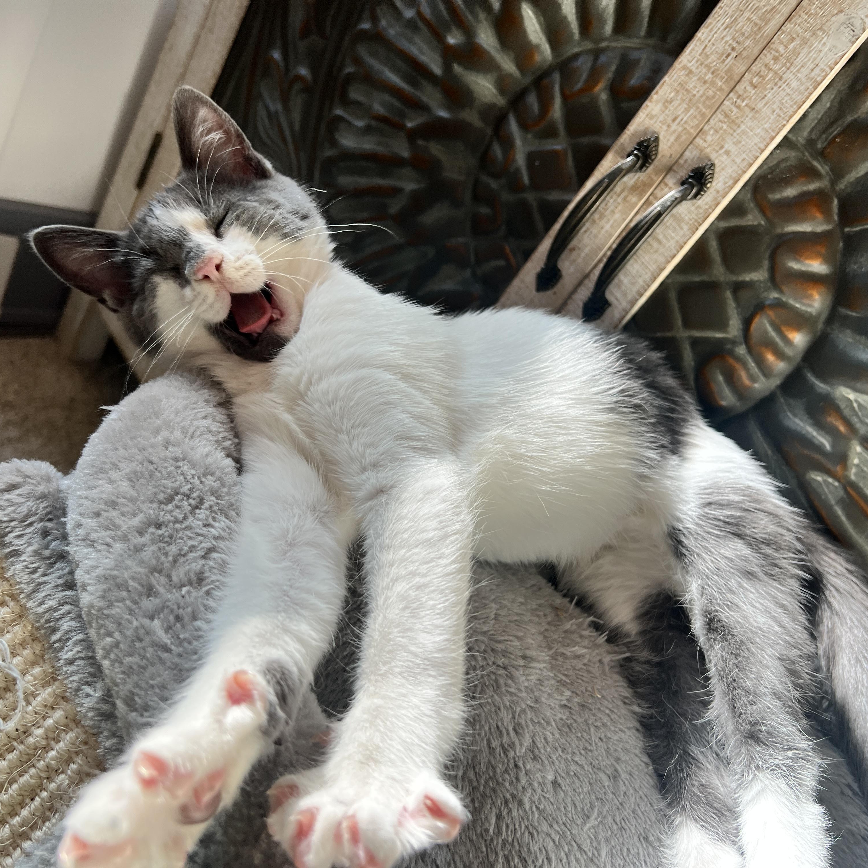 Cassian, Adoptable, Young Male Domestic Short Hair & Russian Blue.