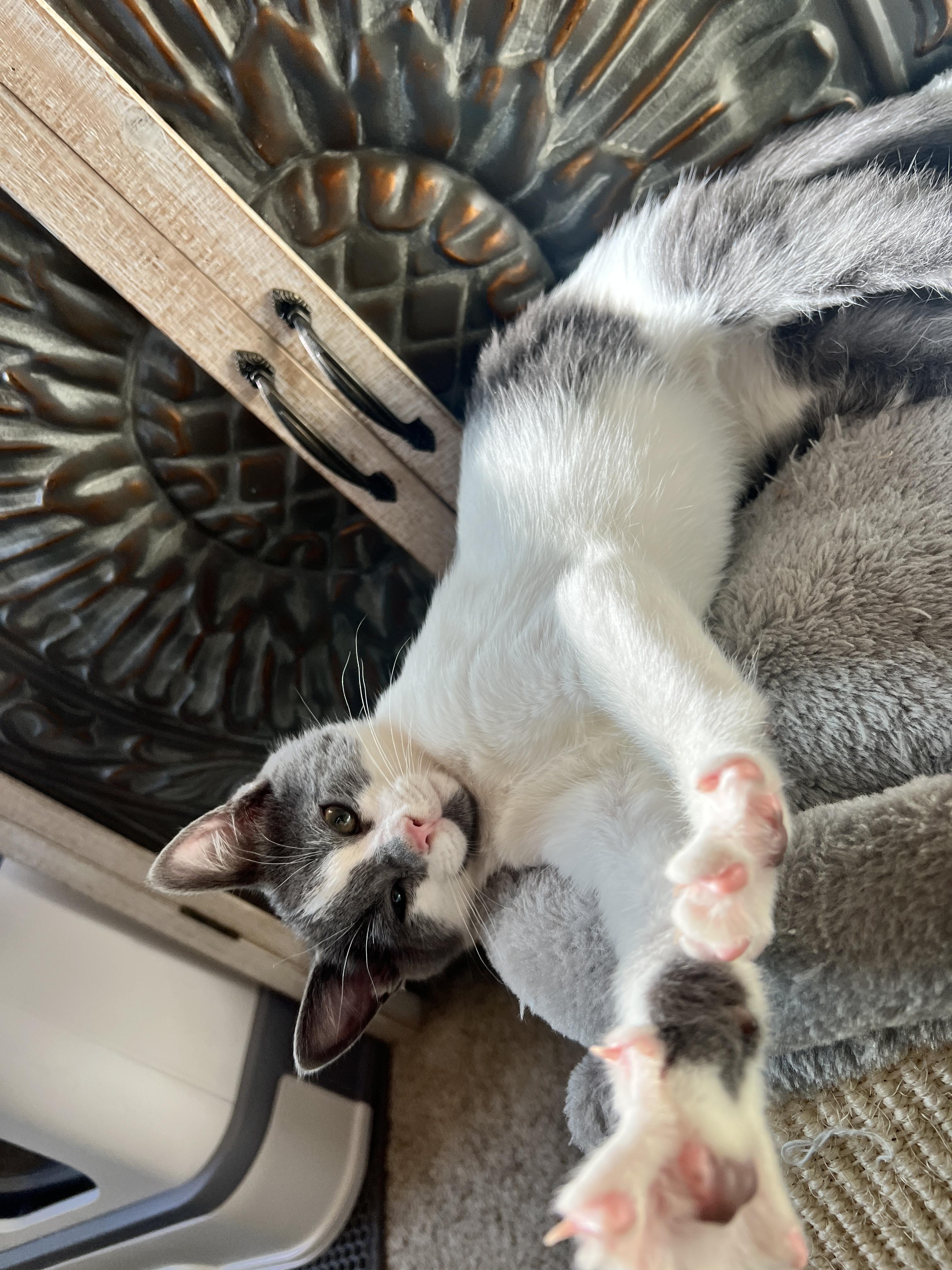 Enlarge Cassian, a Adoptable mixed breed in Waxhaw, NC image 4/6