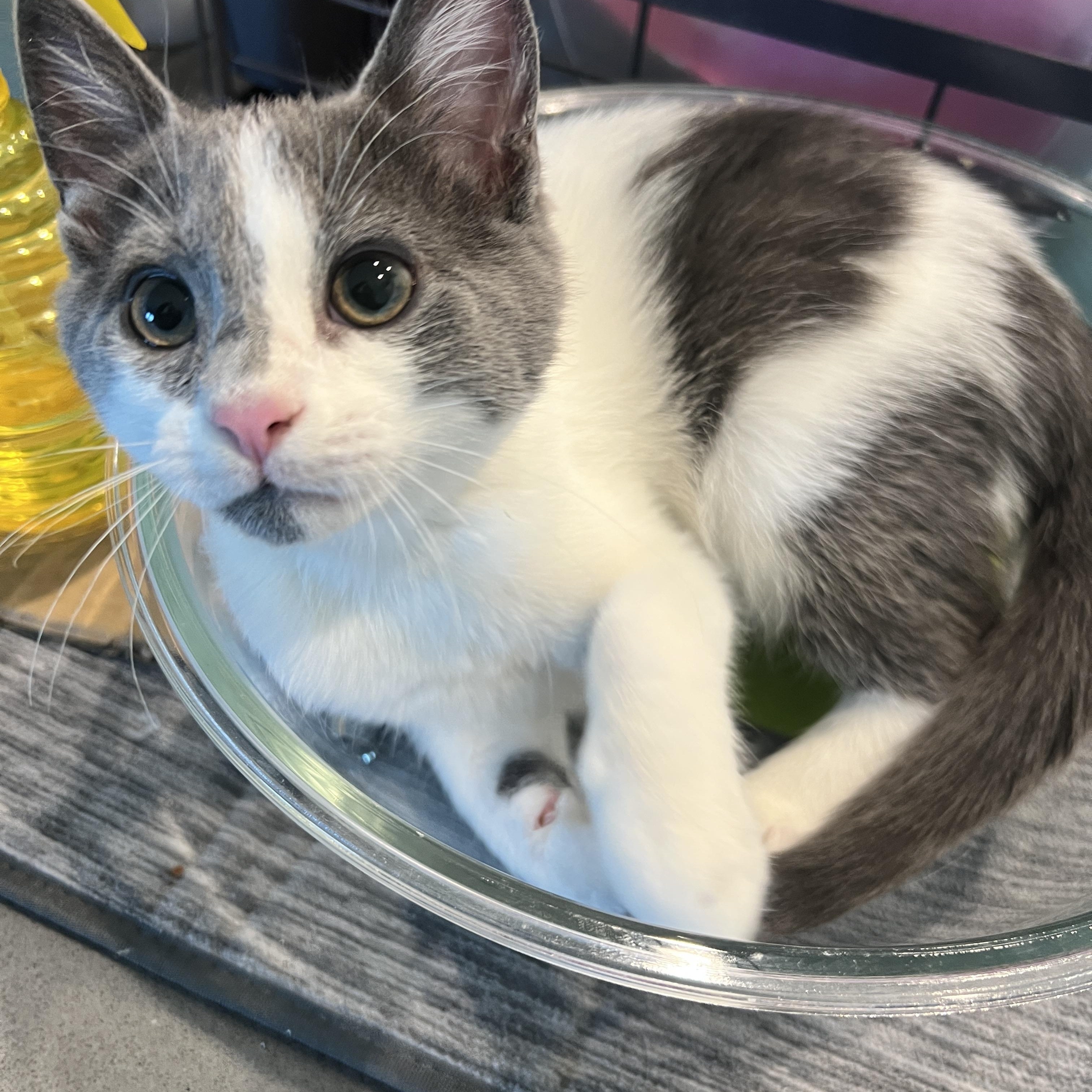 Enlarge Cassian, a Adoptable mixed breed in Waxhaw, NC image 3/6