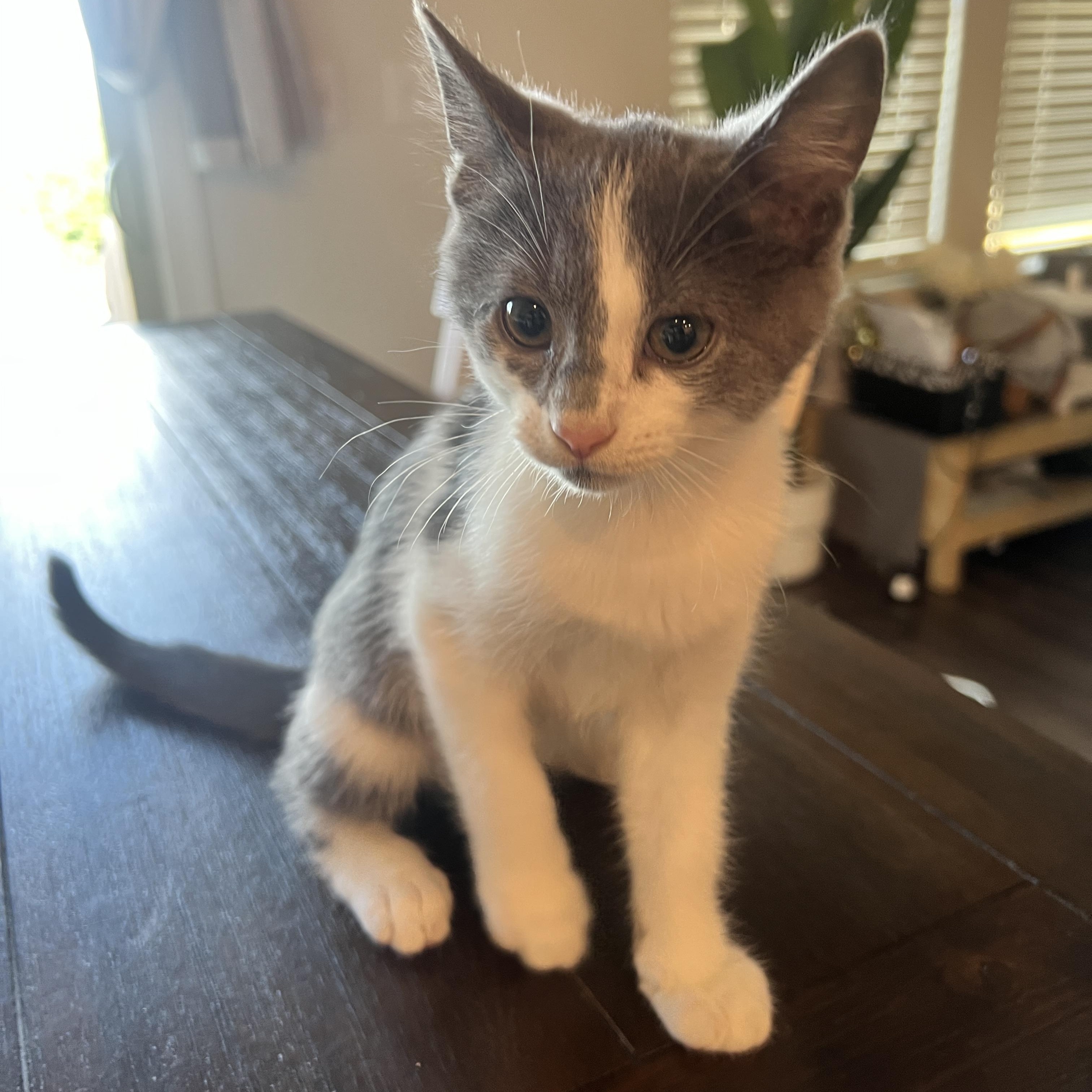 Enlarge Cassian, a Adoptable mixed breed in Waxhaw, NC image 2/6