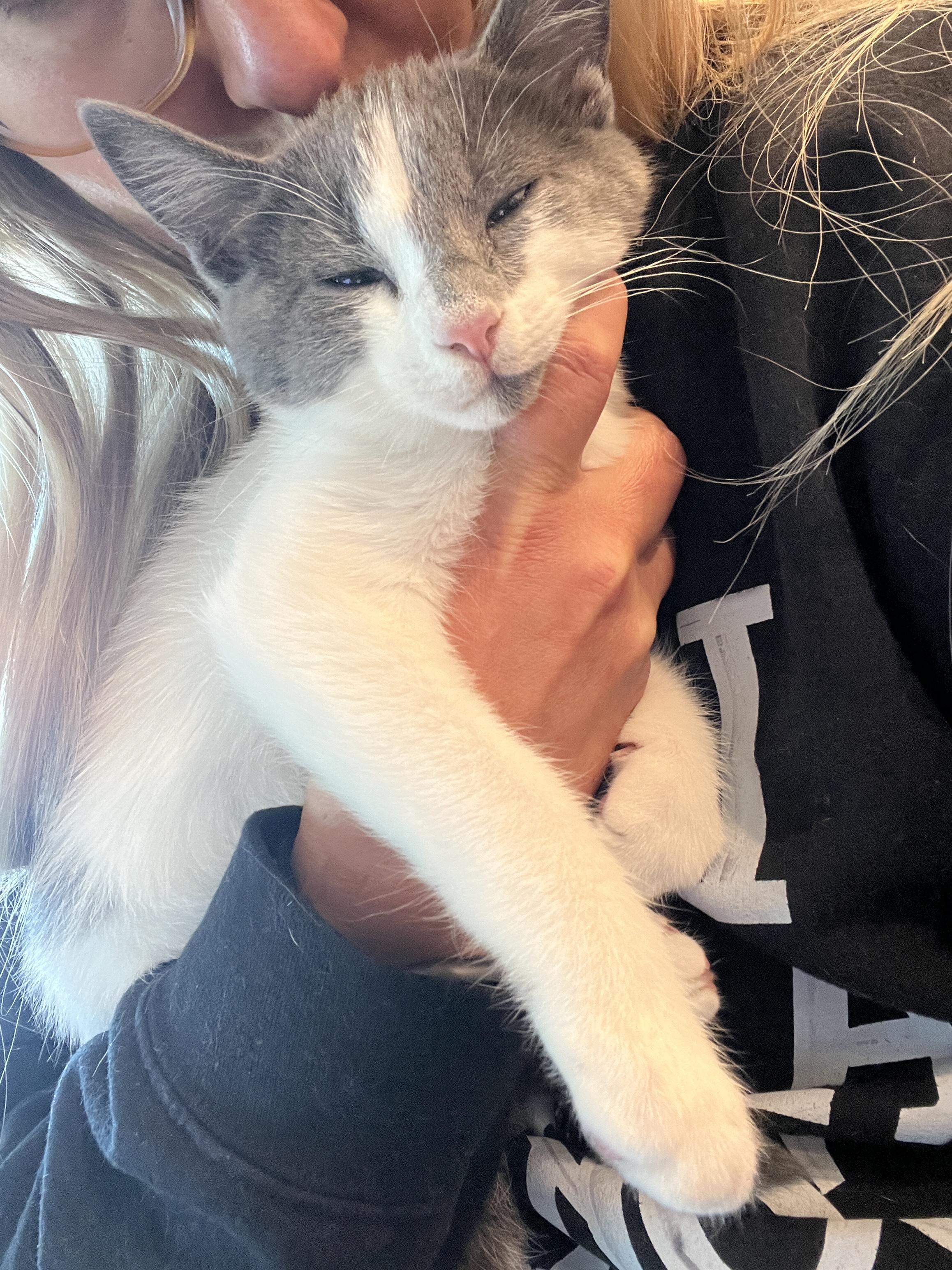 Enlarge Cassian, a Adoptable mixed breed in Waxhaw, NC image 5/6