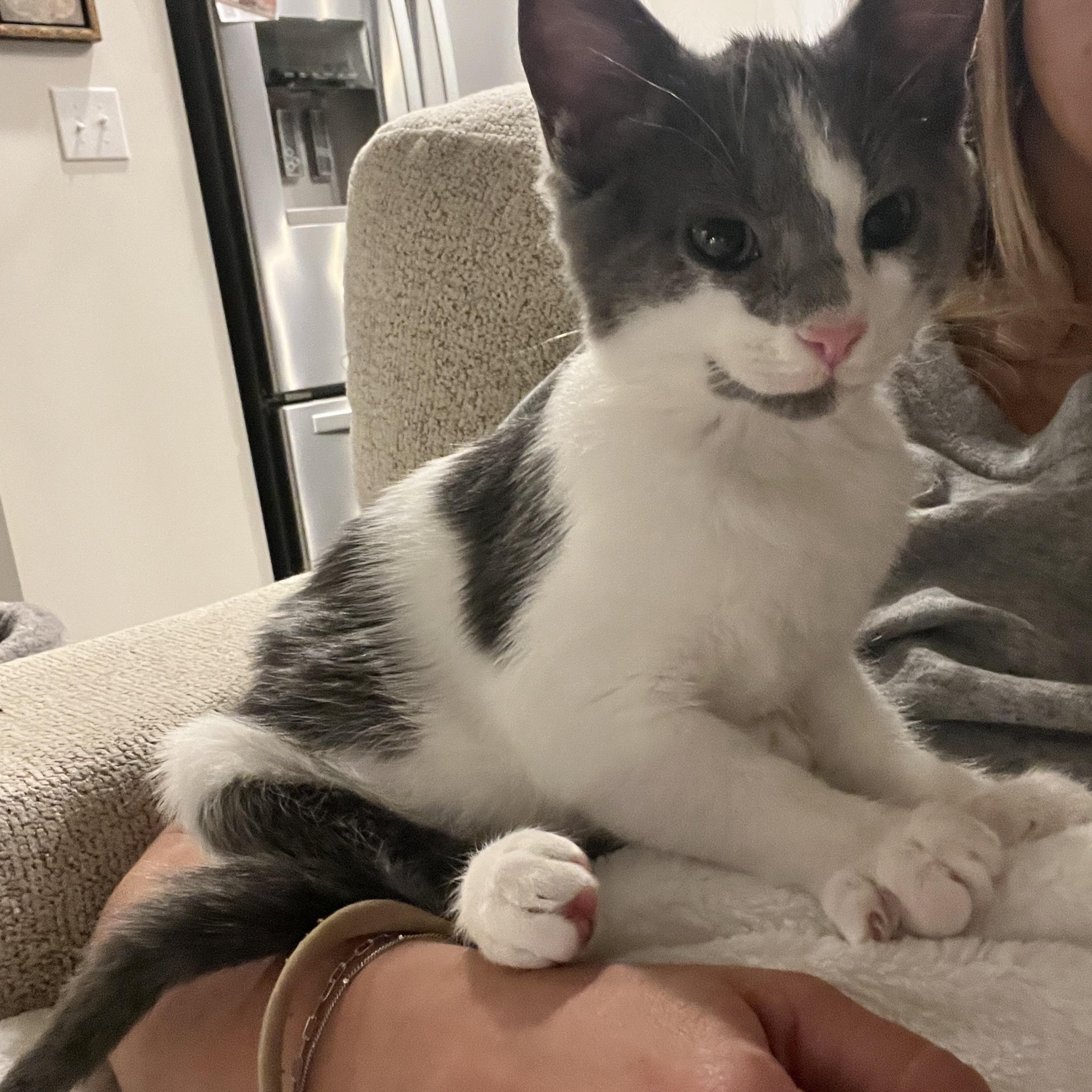 Enlarge Cassian, a Adoptable mixed breed in Waxhaw, NC image 6/6