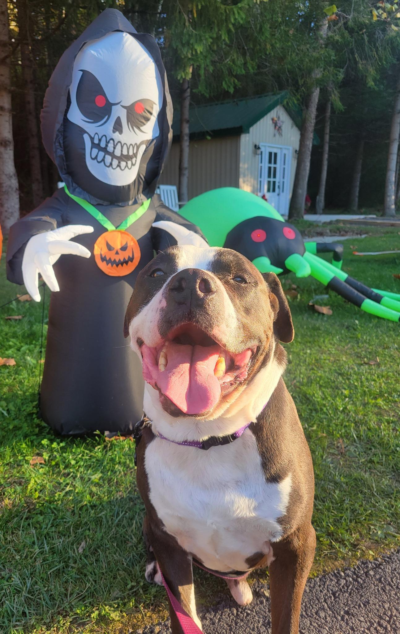 Titan, ADOPTABLE, Adult Male Pit Bull Terrier.