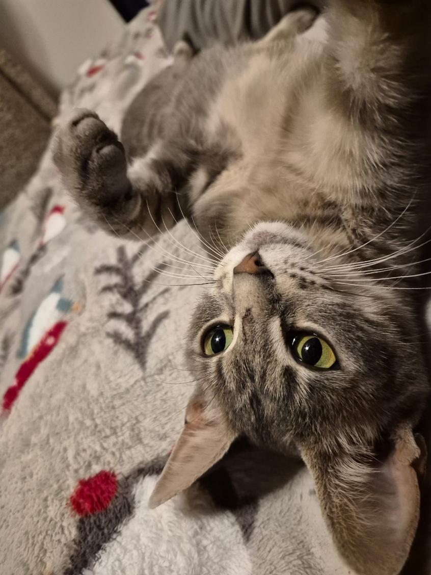 Gracie 2, a ADOPTABLE Domestic Short Hair in Joliet, IL image 4/4