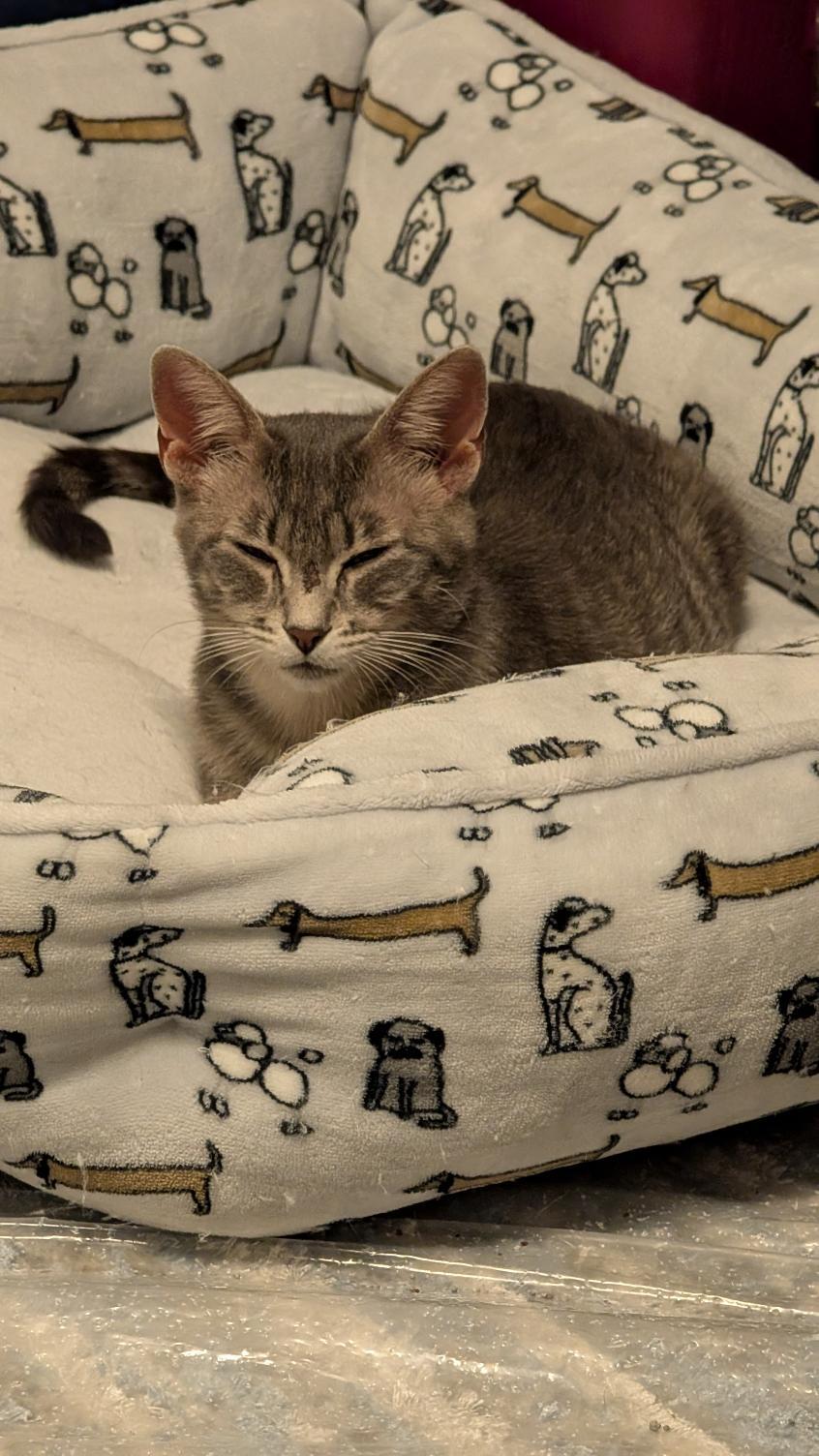 Gracie 2, a ADOPTABLE Domestic Short Hair in Joliet, IL image 3/4