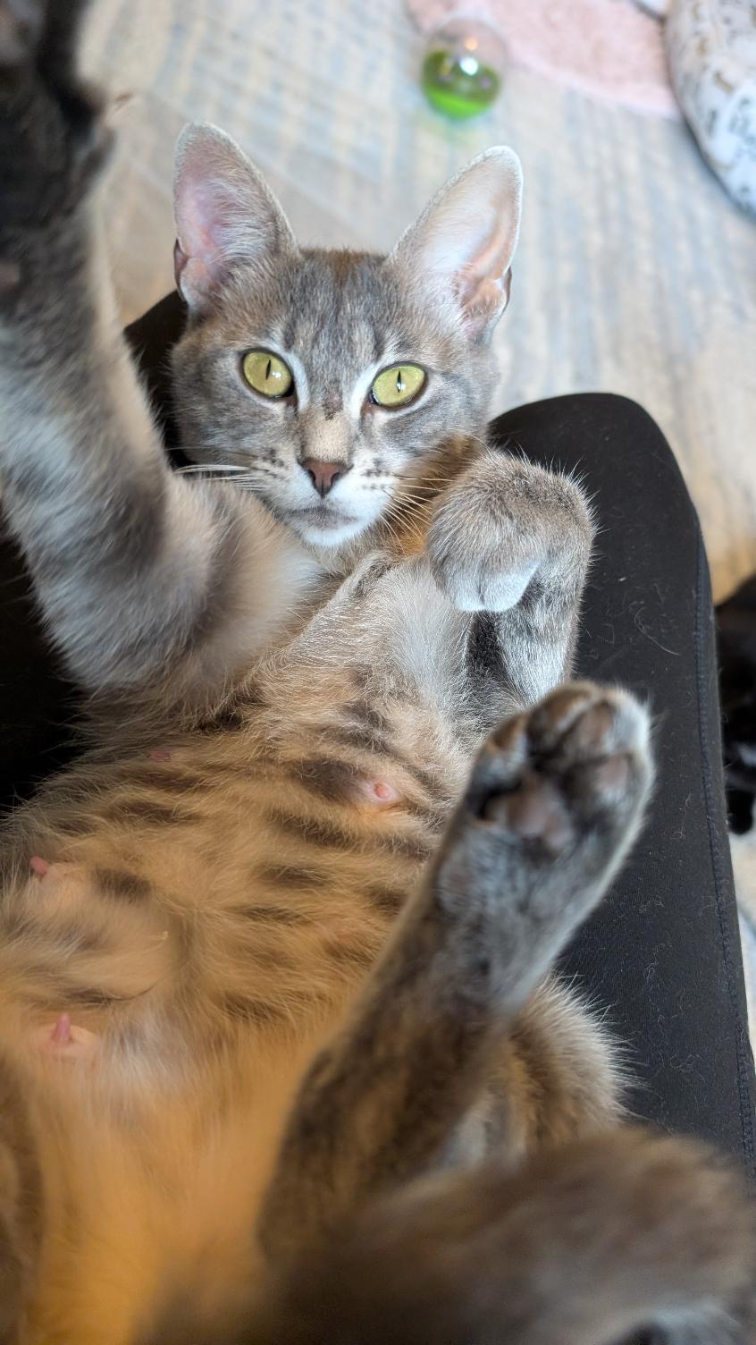 Gracie 2, a ADOPTABLE Domestic Short Hair in Joliet, IL image 2/4